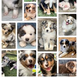 Miniature Australian Shepherd Puppies from Little Woods