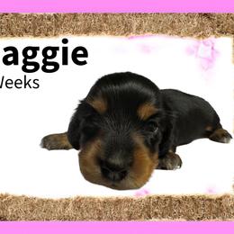 Maggie - Piebald female Dachshund puppy in Humble, Texas from Foley Dachshunds