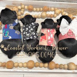 Gucci Boy KB Black - Black and tan male Yorkshire Terrier puppy in North Chelmsford, Massachusetts from Coastal Yorkshire Terrier Yorkies & Biewer Terriers