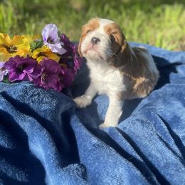 Cavalier King Charles Spaniel and Pembroke Welsh Corgi Puppies from Puppy PlayPen
