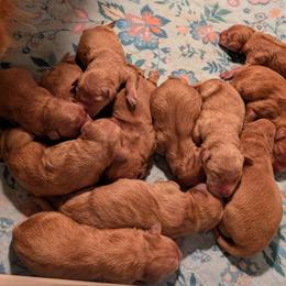 Boy 3 - Golden male Golden Retriever puppy in Rockaway Beach, Oregon from Beach Town Bullies/Sky High Golden Retrievers
