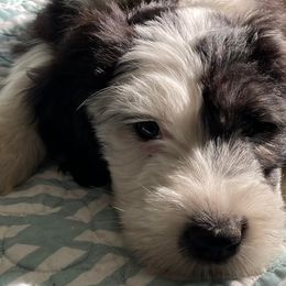 Old English Sheepdogs from Karla's Pups