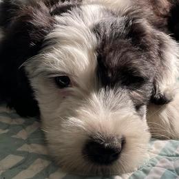 Old English Sheepdogs from Karla's Pups