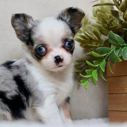 Merle Dolly 7500 - Merle female Chihuahua puppy in Beaumont, Texas from Down south pups