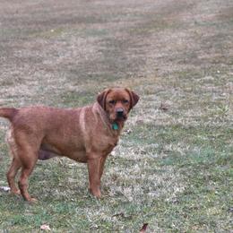 Labrador Retriever puppies from River View Labradors