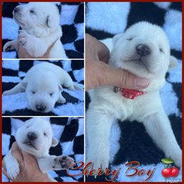 Cherry Boy - White male German Shepherd puppy in Oroville, California from CS Vista Farms