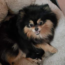 Raven - Pomeranian