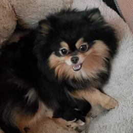 Raven - Pomeranian