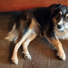 Miniature Australian Shepherds from NowWhat Designs