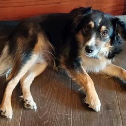 Miniature Australian Shepherds from NowWhat Designs