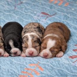 Miniature Australian Shepherds from Rave'n Aussies of New Mexico