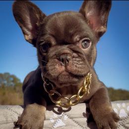 Drake - Tricolors male French Bulldog puppy in Porter, Texas from Whatabulldog
