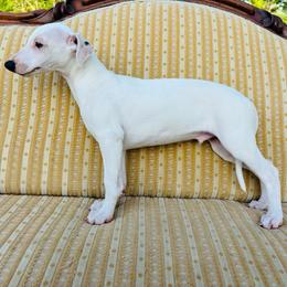 D'Artagnan - White and fawn brindle male Whippet puppy in Kingston, Tennessee from Smithfield Park