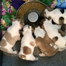 French Bulldog Puppies from BigStar French Bulldogs