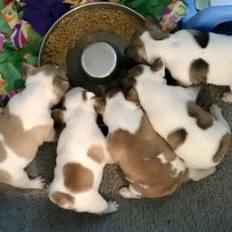 French Bulldog Puppies from BigStar French Bulldogs