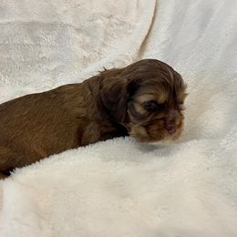 Cocker Spaniel Puppies from Jennifer Dees