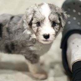 Aussiedoodle, Bordoodle, and Goldendoodle Puppies from Korbella Farm