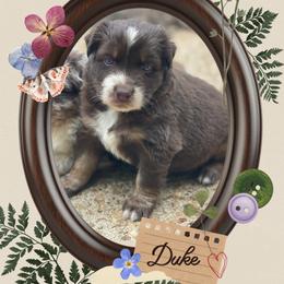 Duke - Red tri-color male Australian Shepherd puppy in Marshall, Virginia from Greywood Farm Aussies