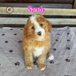 Sandy - Yellow and white female Bernedoodle puppy in Banner Elk, North Carolina from Walnut Tree Bernedoodles