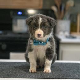 Spark (Blue) - White and blue male Border Collie puppy in Lodi, California from R3 Sport Dogs (Rafter 3 Ranch)