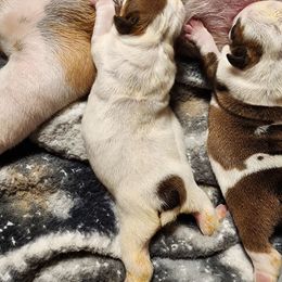 Girl 2 - White female Bulldog puppy in Hillsdale County, Michigan from KZ Bullies LLC