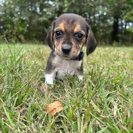 Toasty - Black white and tan female Beagle puppy in St. Cloud, Minnesota from Beagle Blessings