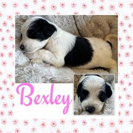 Bexley (Girl 3) - Parti female Goldendoodle puppy in Ankeny, Iowa from Iowadoodles2love