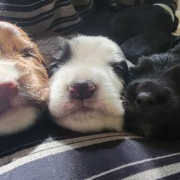 English Cocker Spaniel Puppies from Crack O' Dawn Cockers