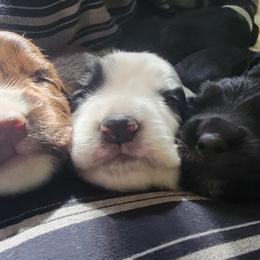 English Cocker Spaniel Puppies from Crack O' Dawn Cockers