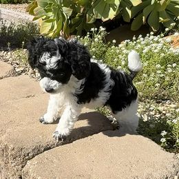 Kandy - Parti female Poodle puppy in Lompoc, California from Canyon Spring Ranch Poodles