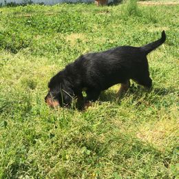 Otterhound Puppies from Blue Fairy Otterhounds