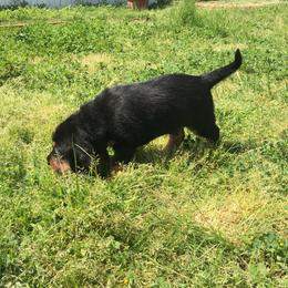 Otterhound Puppies from Blue Fairy Otterhounds