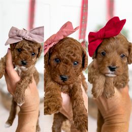 Female Pick 3 - Red female Cavapoo puppy in Melbourne, Florida from Space Coast Doodle Co.