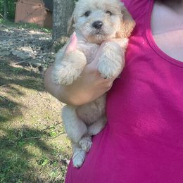 Caramel - Cream Goldendoodle puppy in Cincinnati, Ohio from Danielle's Doodles