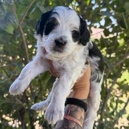 Canyon - Black and white male Bernedoodle puppy in Horseshoe Bend, Idaho from Over the Moon Poodles and Doodles