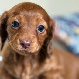 Hazel Mae - Red female Dachshund puppy in Canton, North Carolina from Cold Mountain Dachshunds