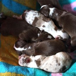Miniature Australian Shepherd Puppies from Whispering Trail Miniature Aussies