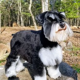 Utah - Miniature Schnauzer