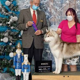 Siberian Huskies from Talmadge Siberian Huskies