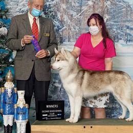 Siberian Huskies from Talmadge Siberian Huskies