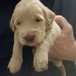 Vinny - Tri-color male Labradoodle puppy in Henderson, Nevada from Hills labradoodles