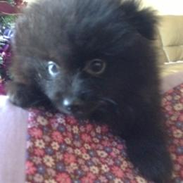 Pomeranian Puppies from Jonna's Poms