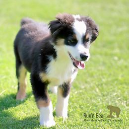 Ego - Black tri male Miniature Australian Shepherd puppy in Talking Rock, Georgia from Run'n Bear Mini Aussies