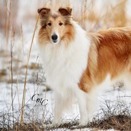 Collie and Shetland Sheepdog All Grown Up from Dueling Pine Ranch