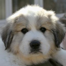 Great Pyrenees Puppies from White O'Morn Farm AKC Great Pyrenees