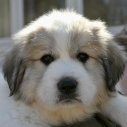 Great Pyrenees Puppies from White O'Morn Farm AKC Great Pyrenees