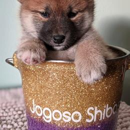 Shiba Inu Puppies from Jogoso Shibas