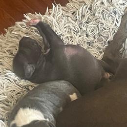 Italian Greyhound Puppies from Fisher Link