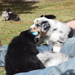 Australian Shepherd Puppies from Glacier Aussies