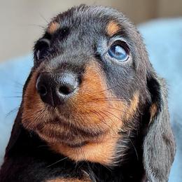 Boy 2 - Black and tan male Dachshund puppy in Michigan And Florida Locations, Michigan from UP North Dachshunds UPNDLLC